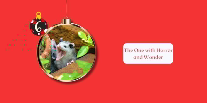 Possums in the walls 2